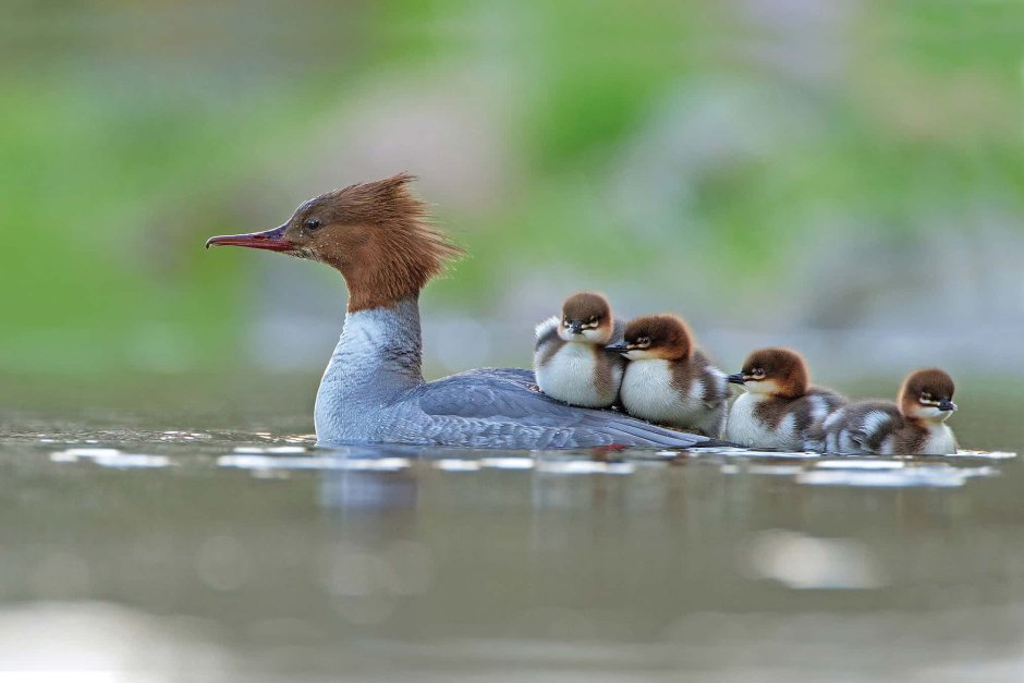 Tongtong Duck pics