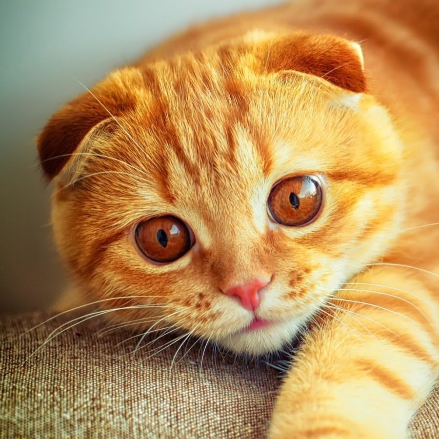 Шотландская вислоухая рыжая