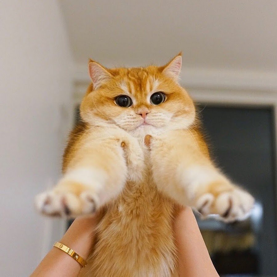 Писко Золотая Британская шиншилла