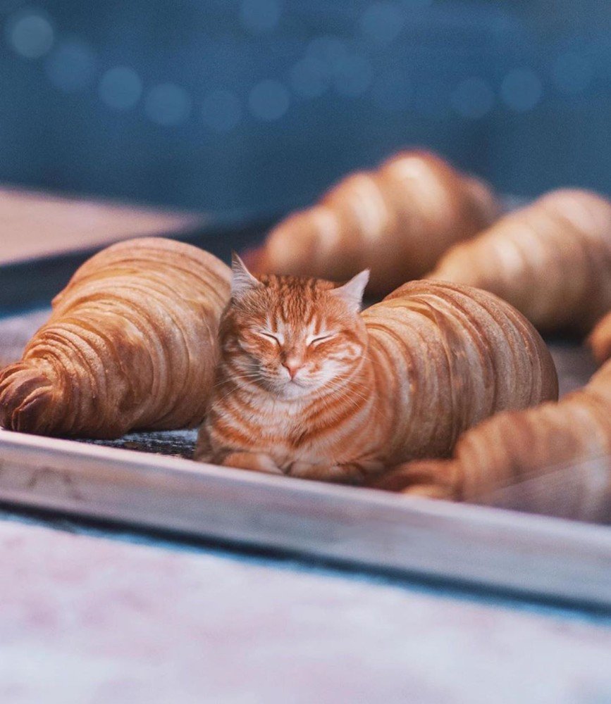 Кот булочка