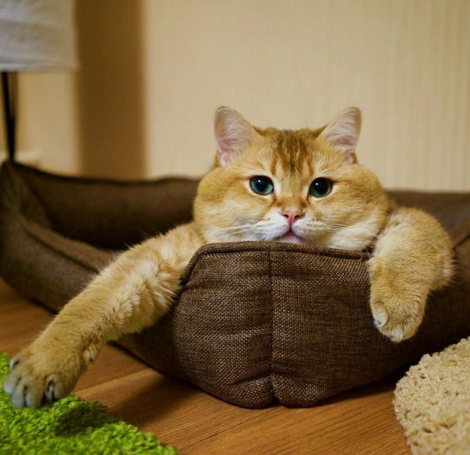 Шотландская Хосико