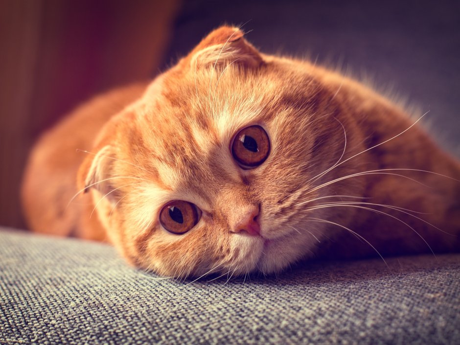 Кошка скоттиш фолд рыжая