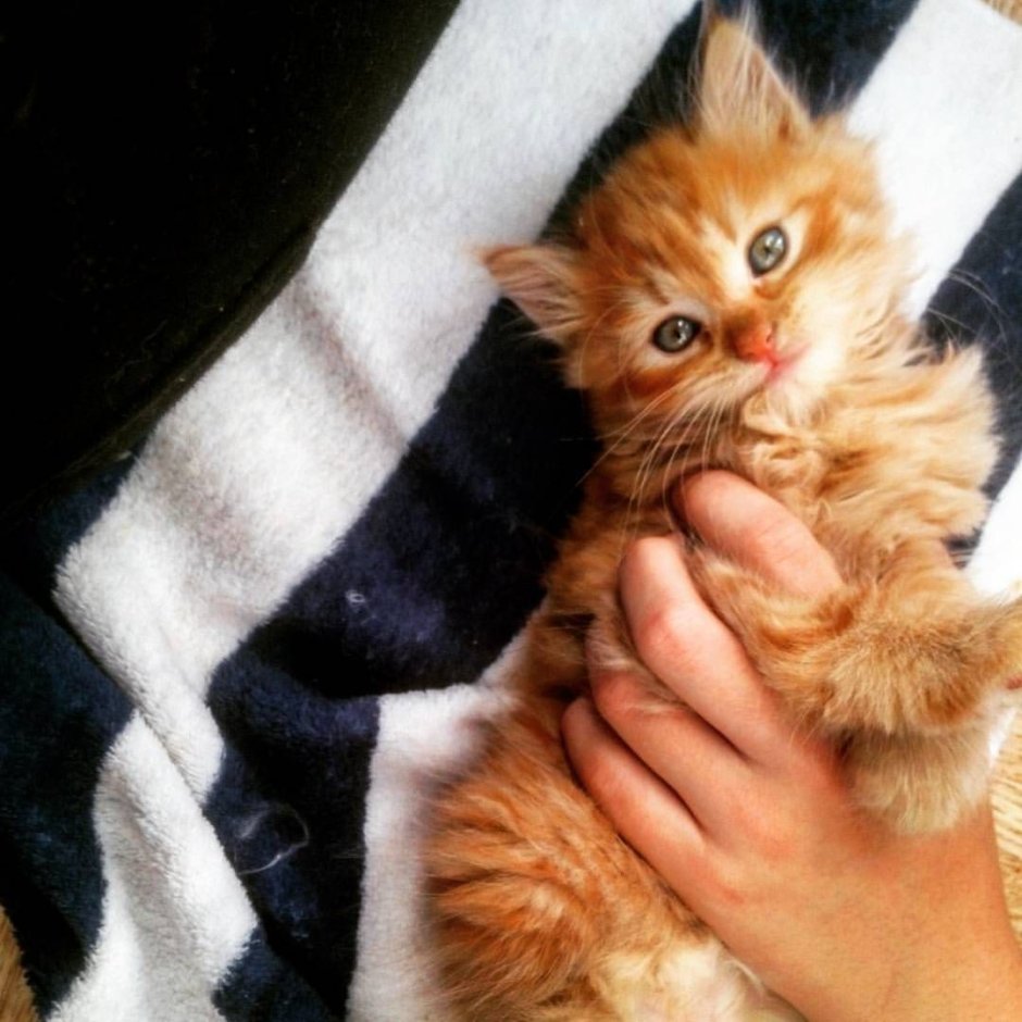 Рыжие котята агрессивные