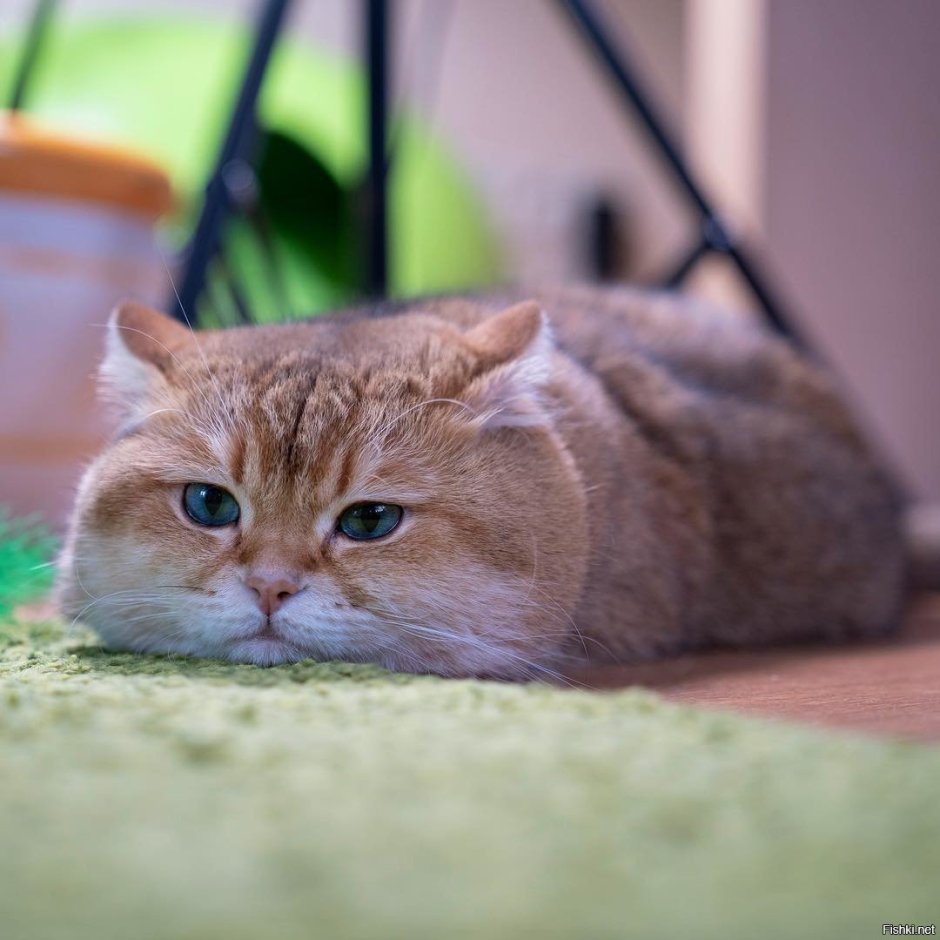 Скоттиш страйт Хосико