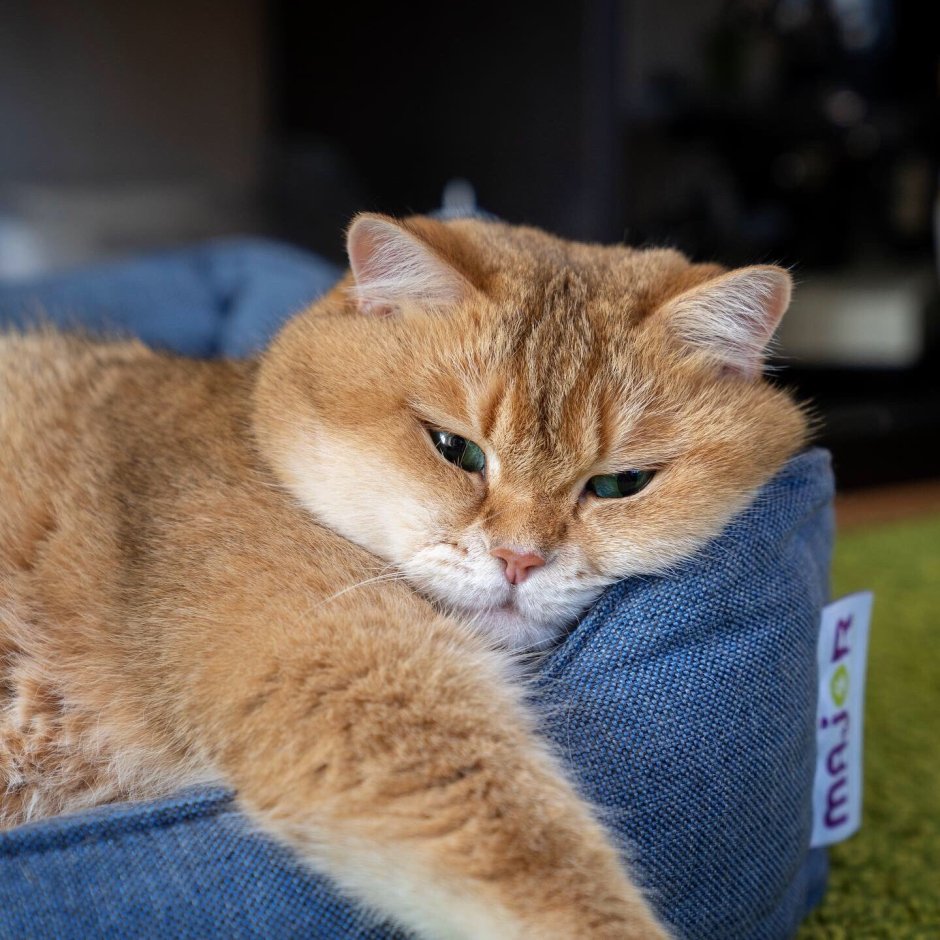 Хосико Кэт порода