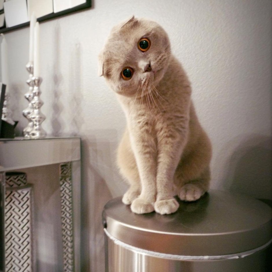 Вислоухий кот