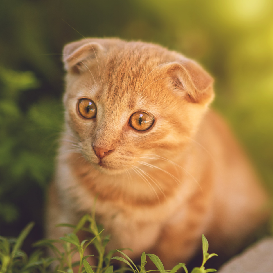 Рыжий вислоухий кот