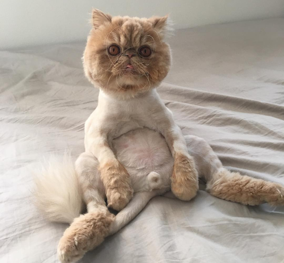 Стрижка котов