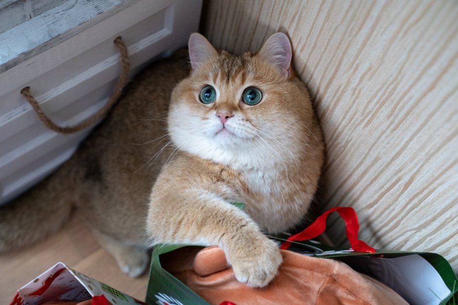 Британская шиншилла Хосико