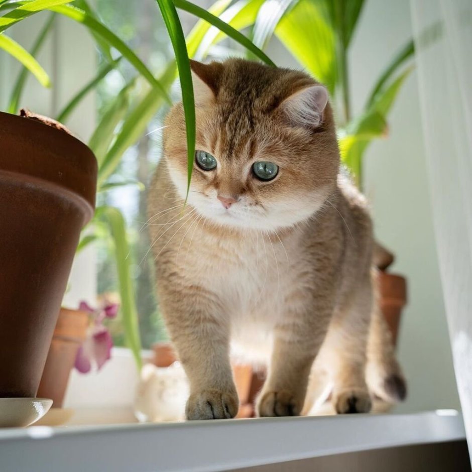 Шотландская Хосико