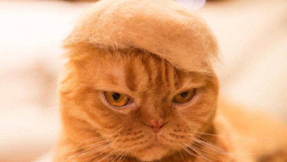 Стрижка британских рыжих котов