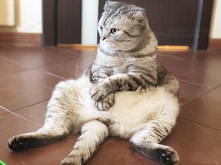 Скоттиш фолд в позе Будды