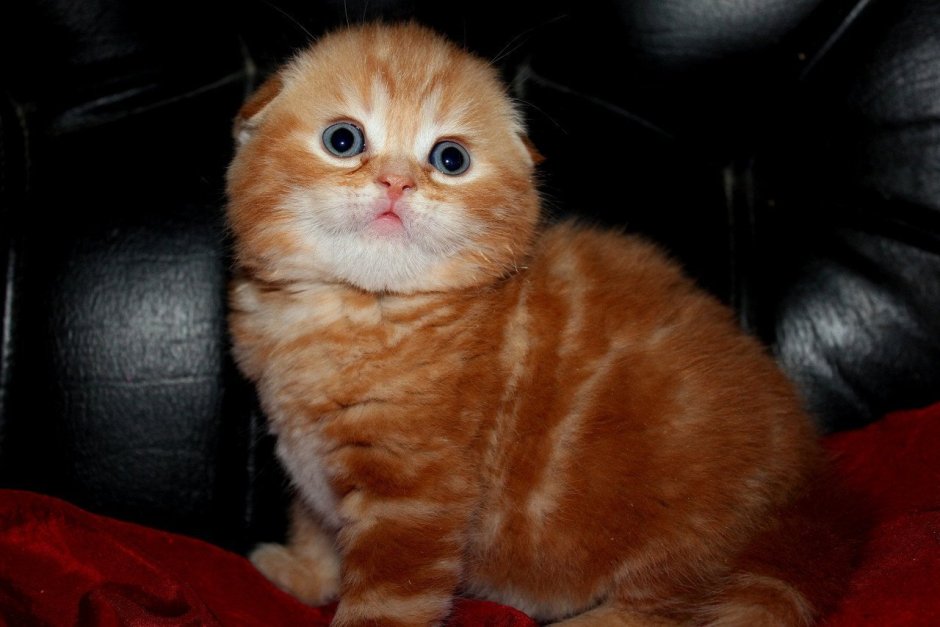 Шотландская вислоухая кошка рыжая