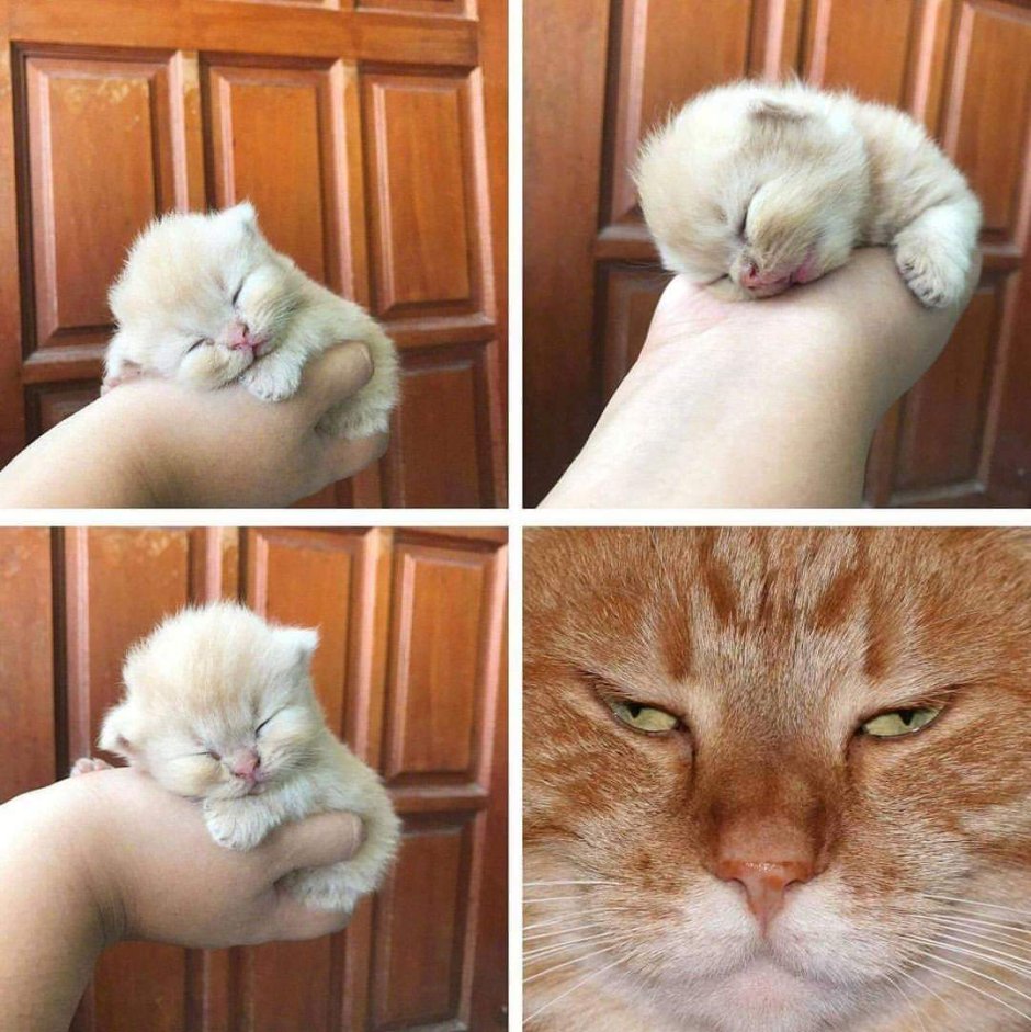 Котята маленькие и большие