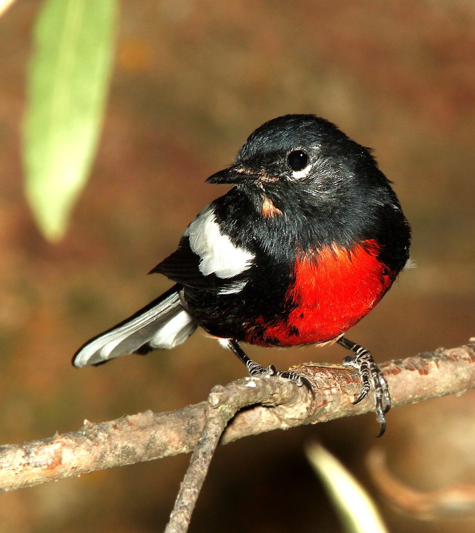 Northern Cardinal