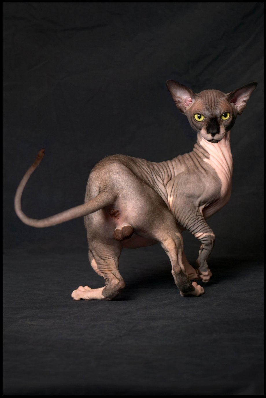 Сфинкс кошка