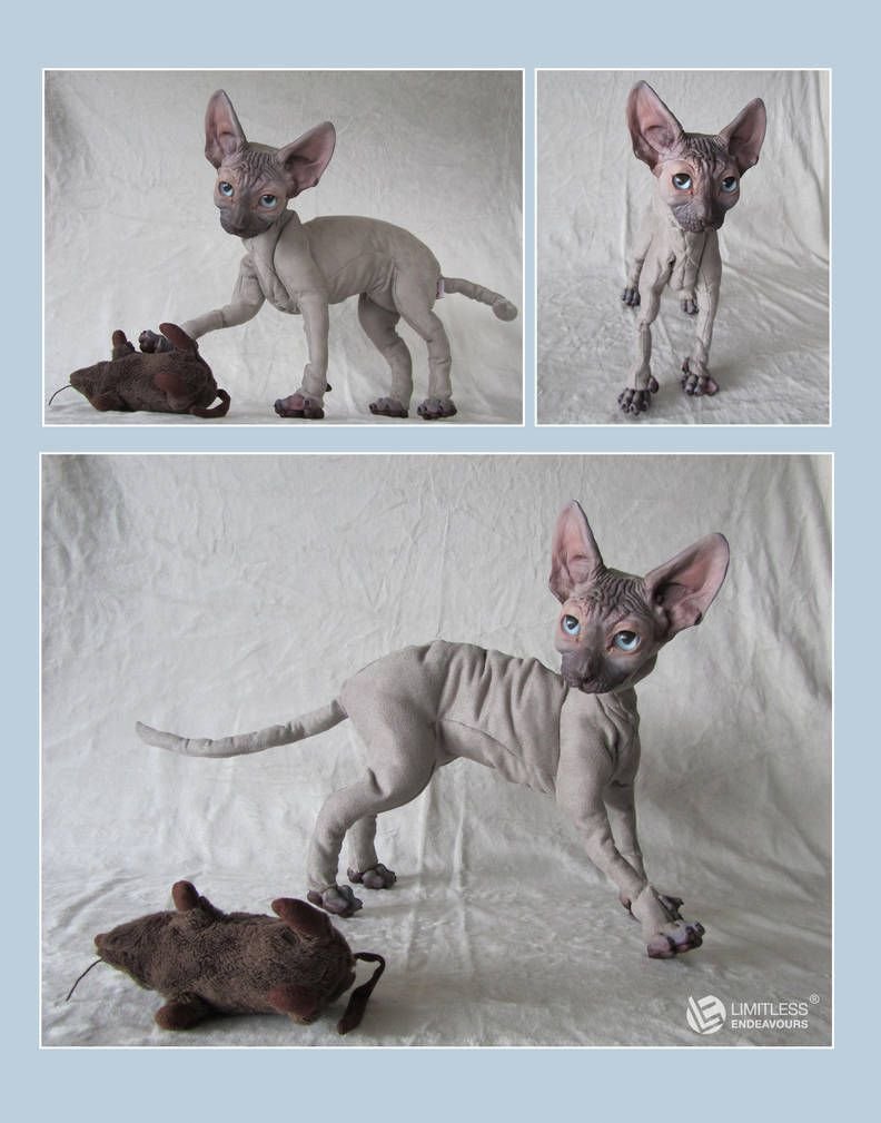 Канадский сфинкс подделка