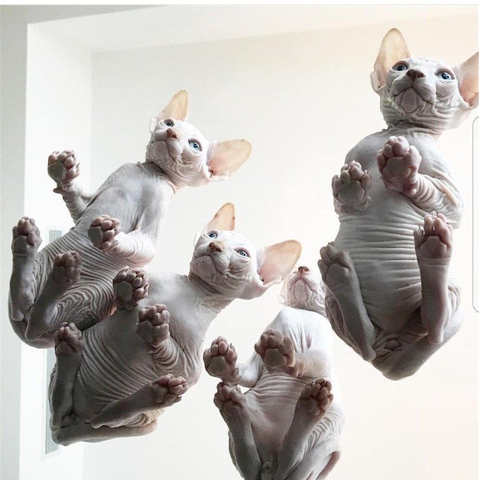 Коты сфинксы в платочках