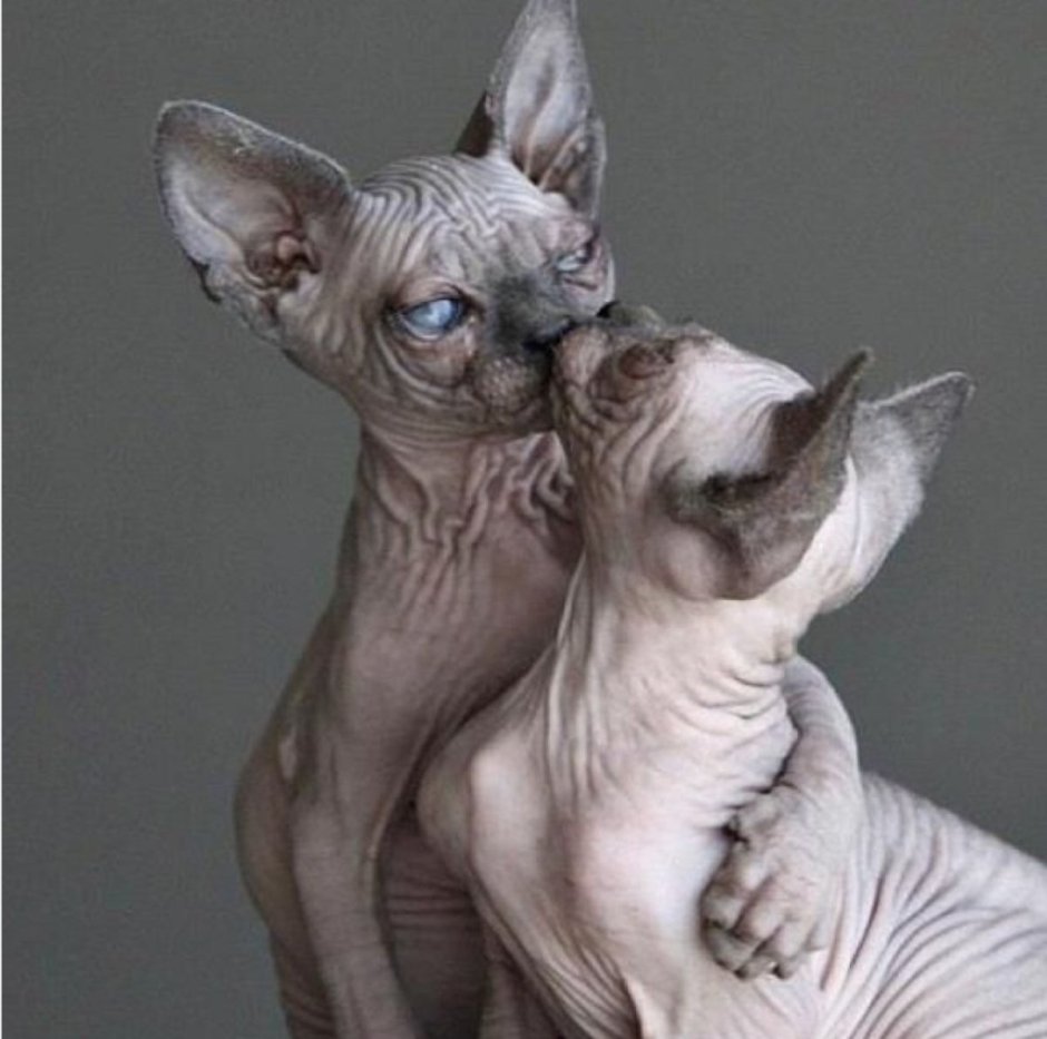 Сфинкс Котопес