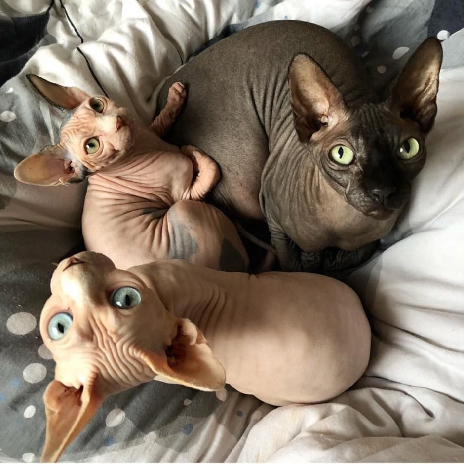 Сфинкс Котопес