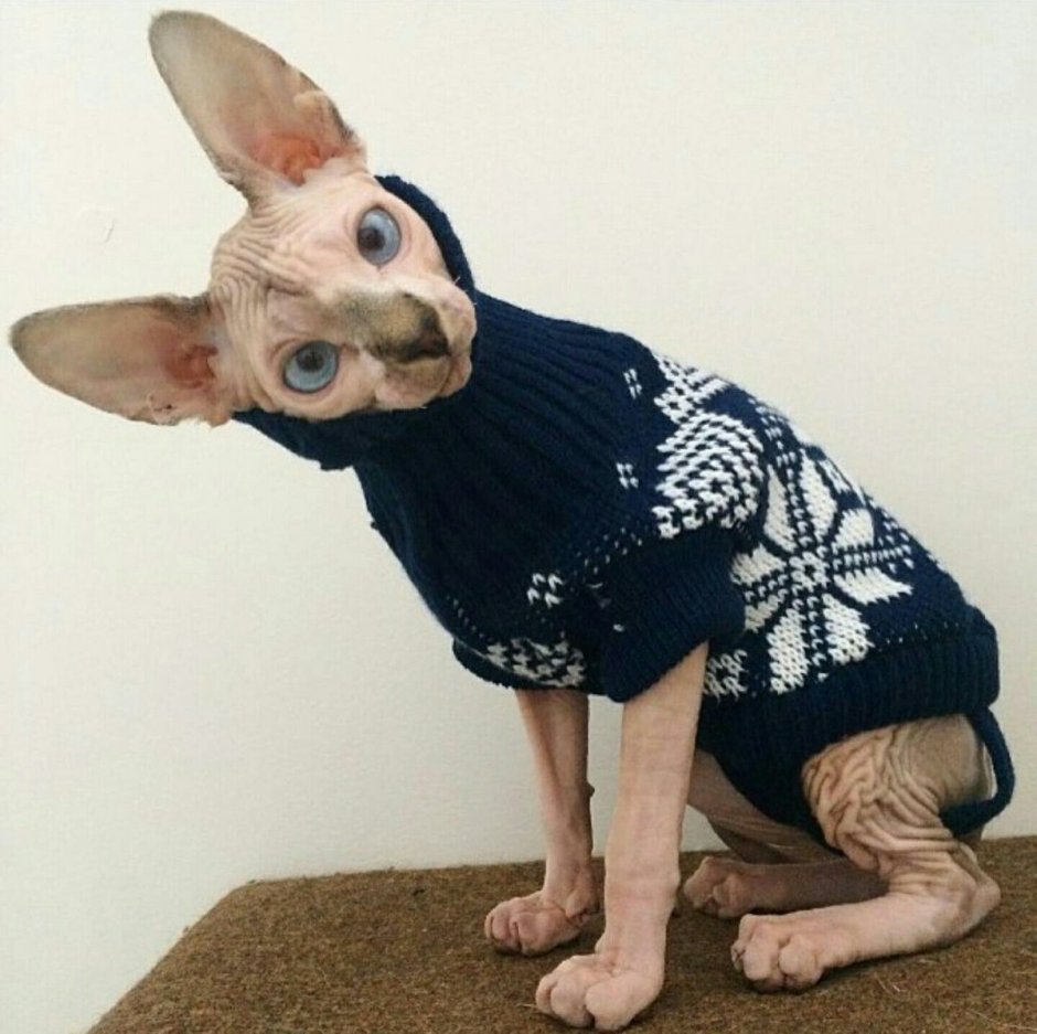 Сфинкс кот в одежде