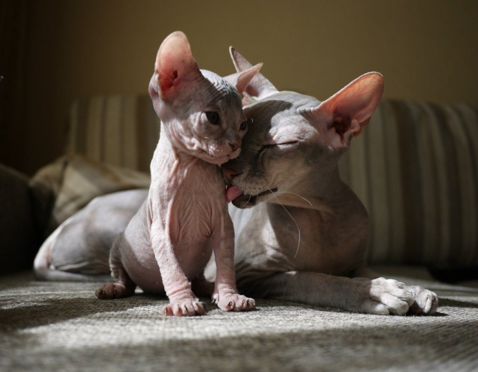 Забавные сфинксы