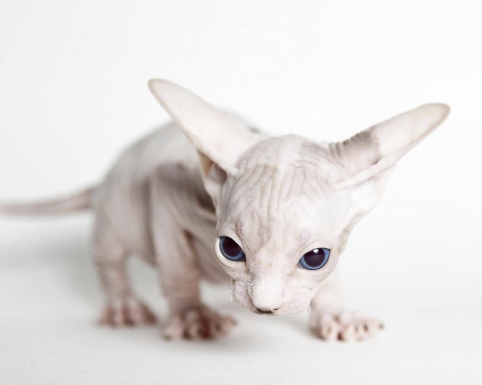 Кот лысый белый сфинкс