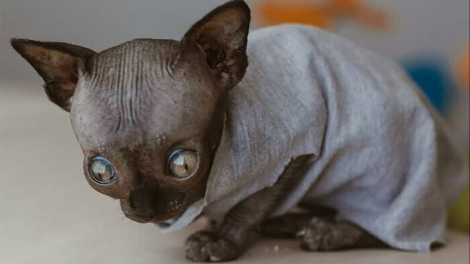 Кошка летучая мышь порода