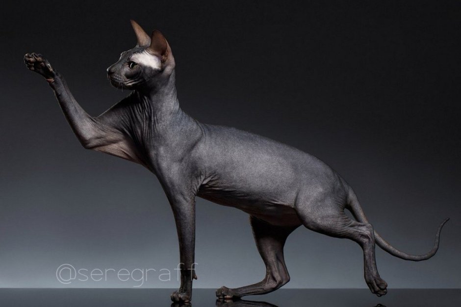 Сфинкс с поднятой лапой