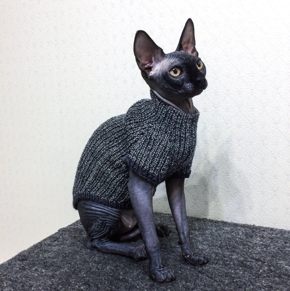 Вязаная одежда для кошек сфинксов