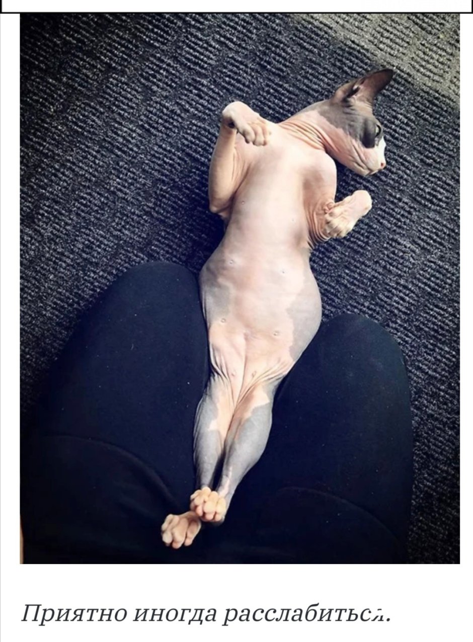 Мускулистый кот сфинкс