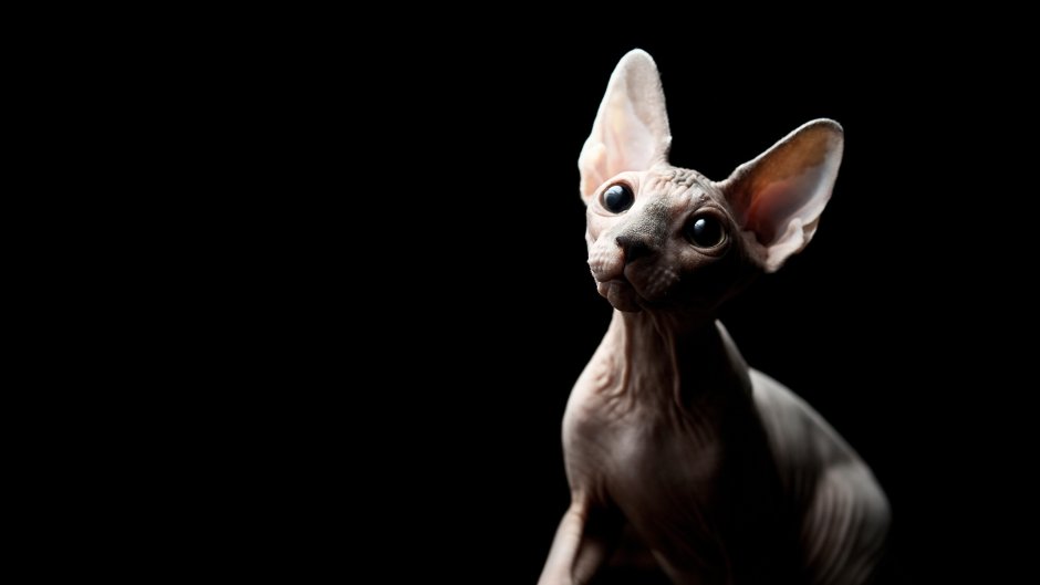 Канадский сфинкс