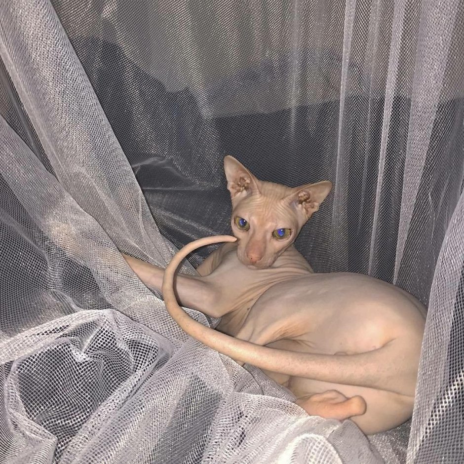 Лысые кошки Эстетика