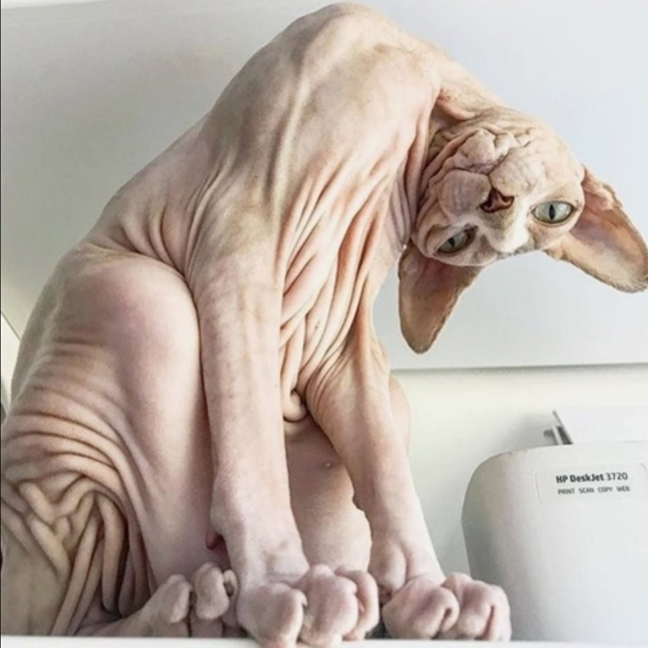 Сфинкс улыбается