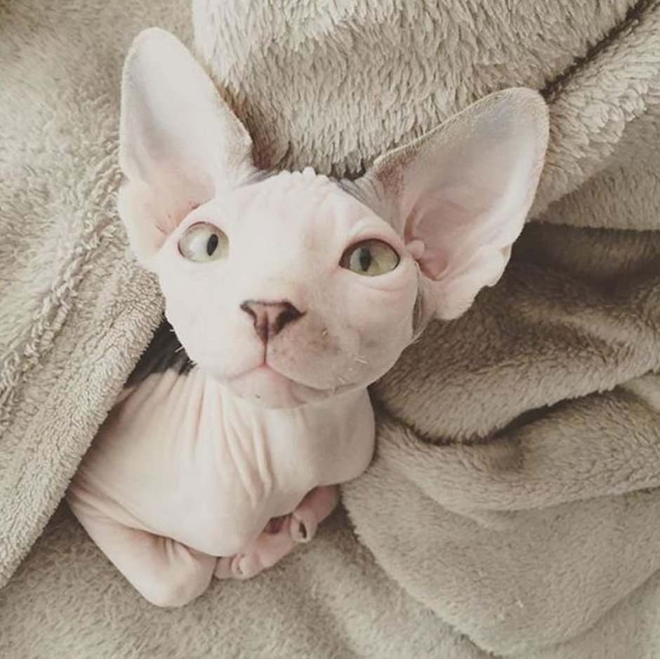 Пушистый канадский сфинкс