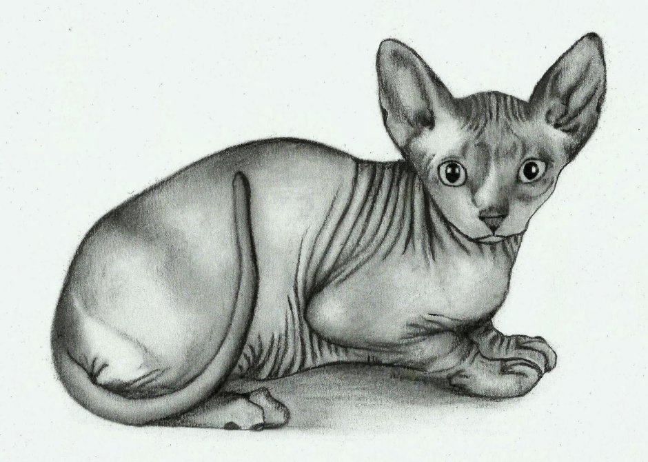 Раскраска кот сфинкс