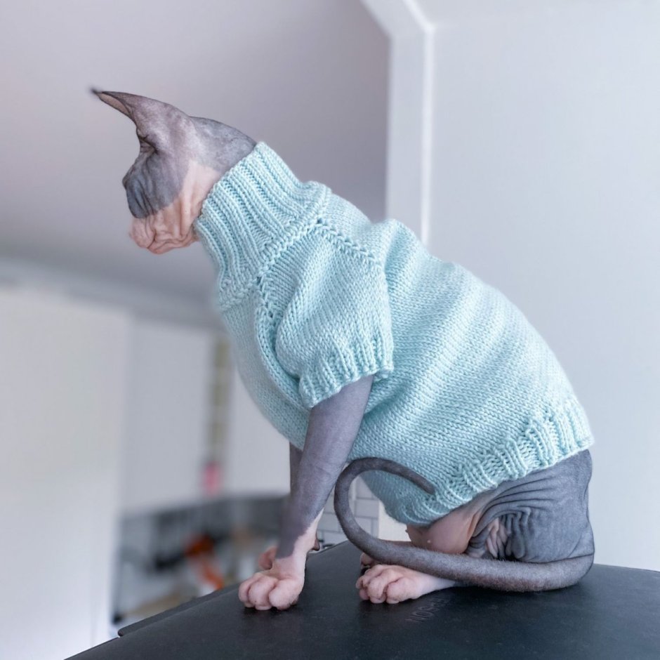 Сфинкс в одежде