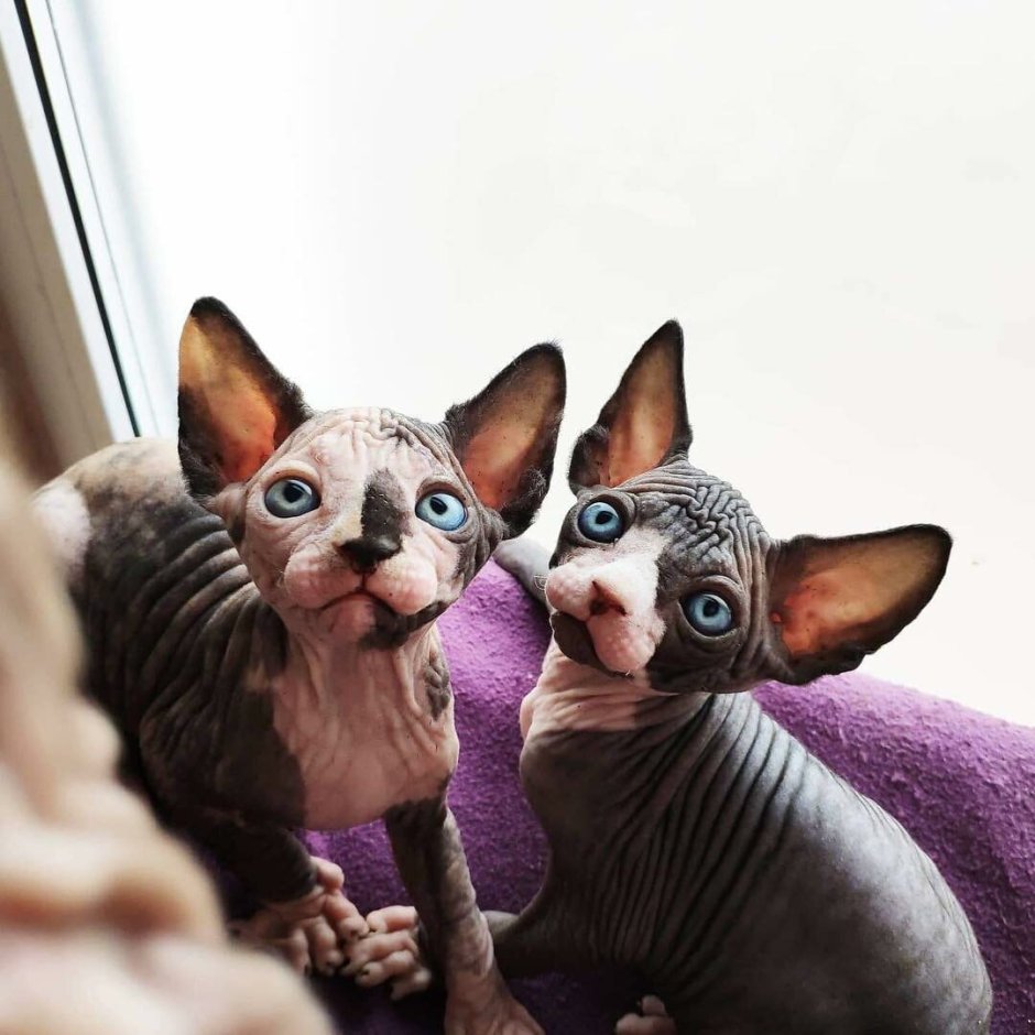 Милые сфинксы