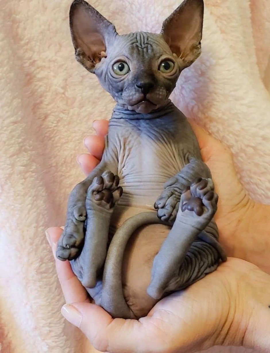 Канадский сфинкс кошка