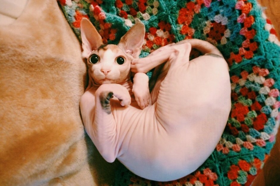 Киска сфинкс милая