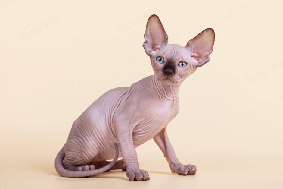 Канадский сфинкс котята