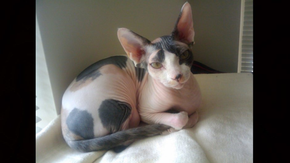 Полосатый сфинкс