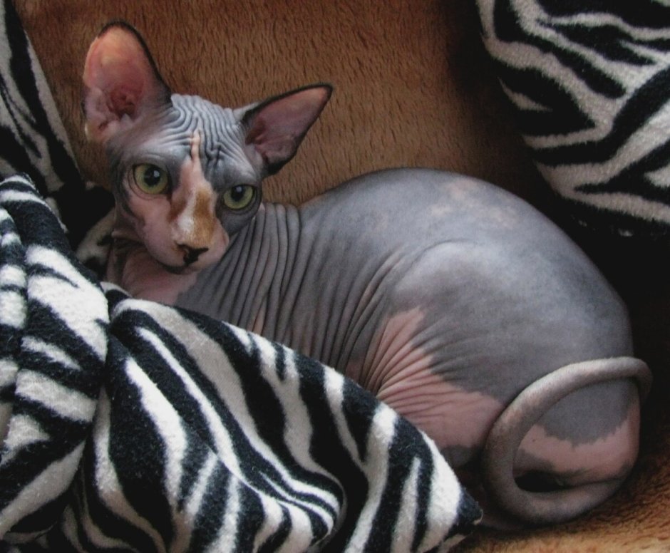 Донской сфинкс пятнистый