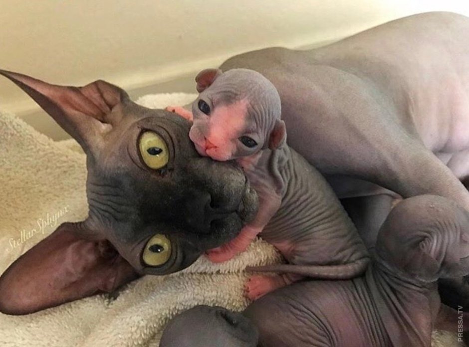 Сфинкс живой