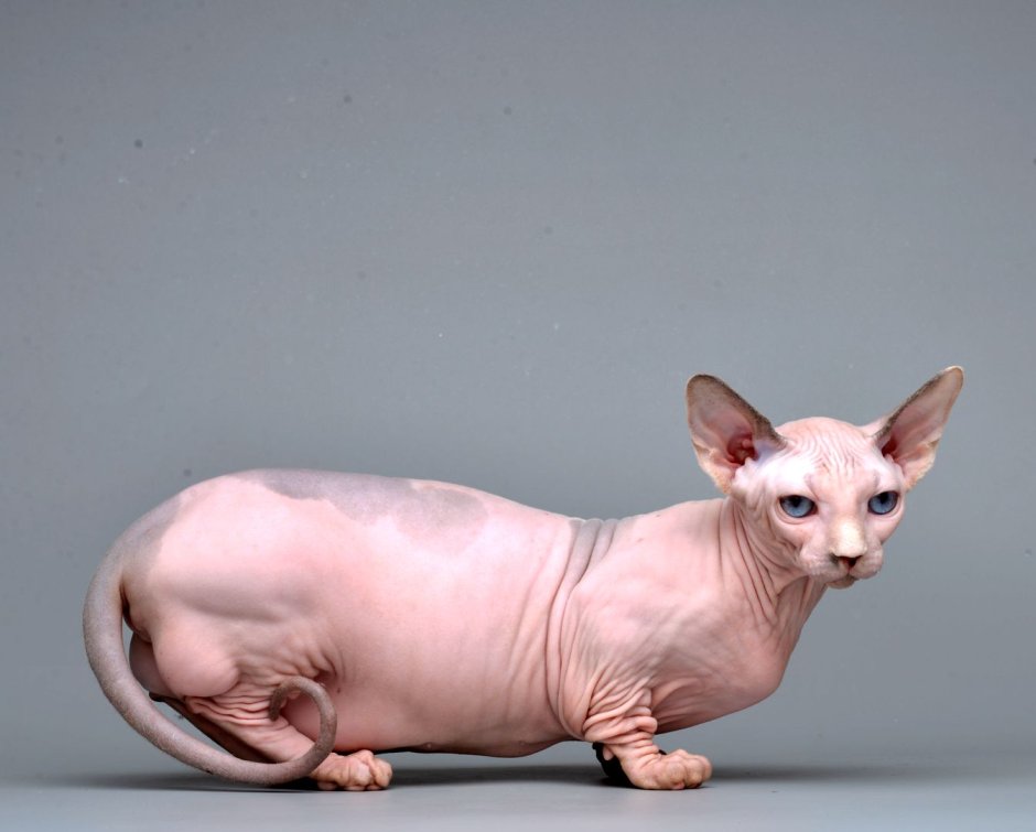Сфинкс породы Бамбино