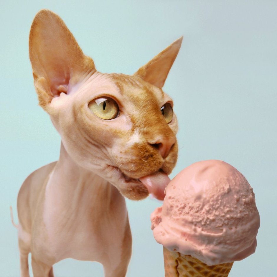 Канадский сфинкс кушает