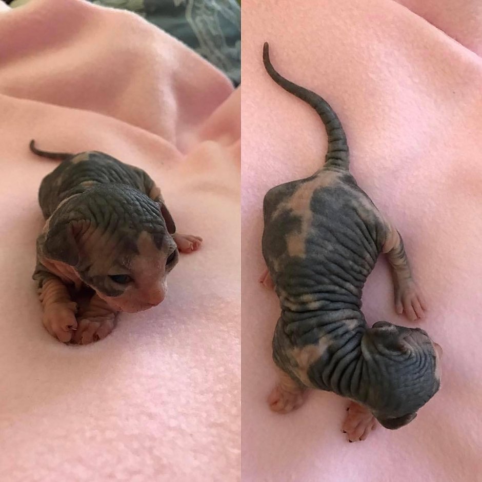 НОВОРОЖДЕНЫЕКОТЯТА сфинксов