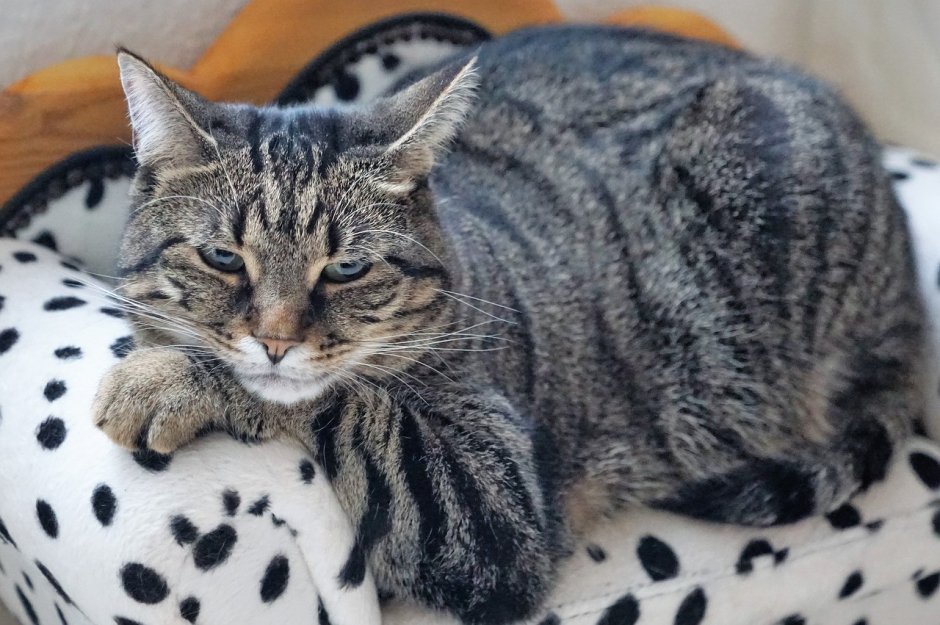 Ли Хуа Мао кошка