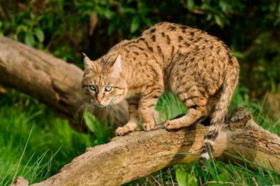 Китайская кошка (Felis bieti