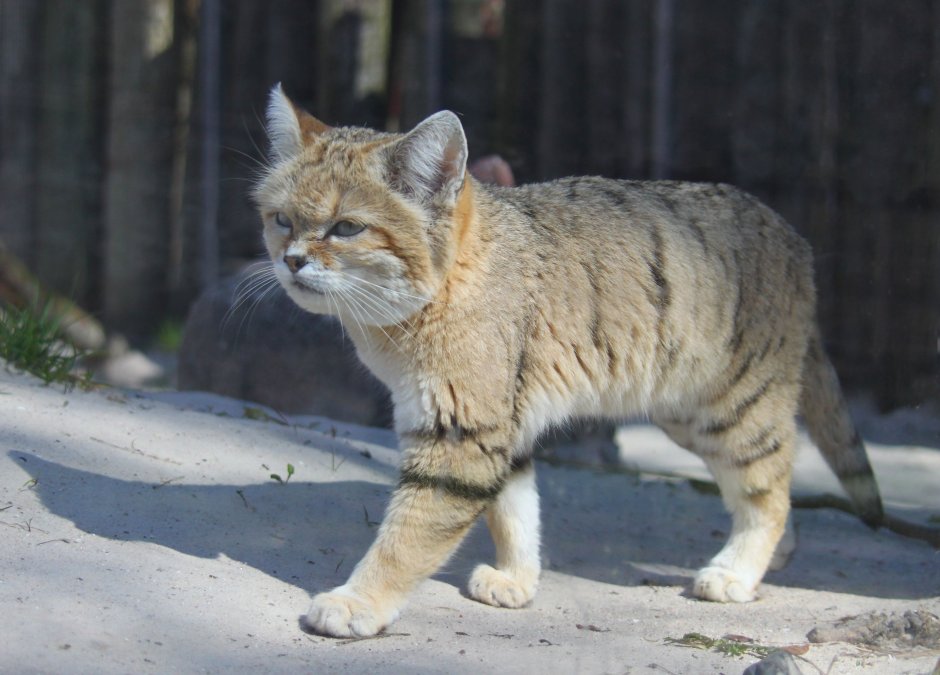 Китайская кошка (Felis bieti